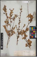 Foto von Salix aurita L.